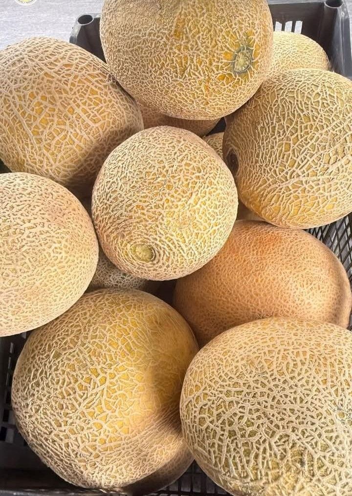Fresh Cantaloupe