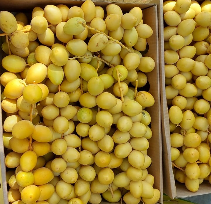 Fresh Dates Barhi