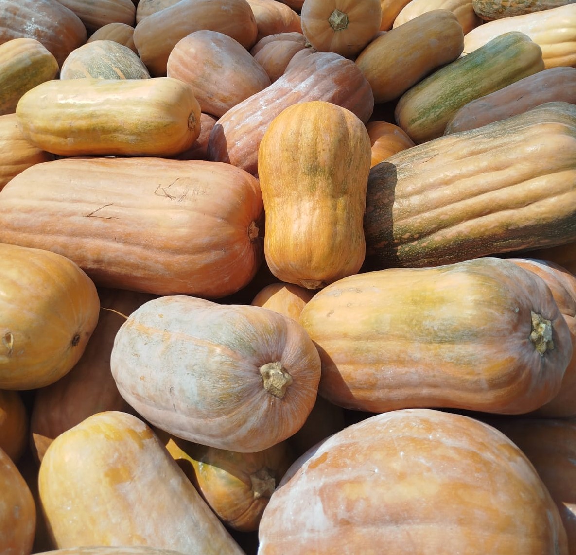 Fresh Pumpkin