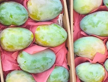 Mango