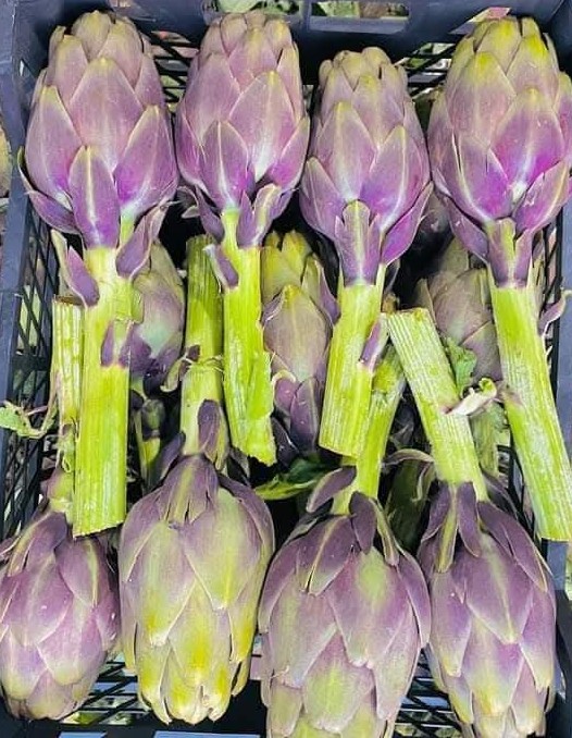 Fresh Artichoke