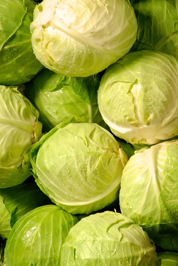 Fresh Cabbage