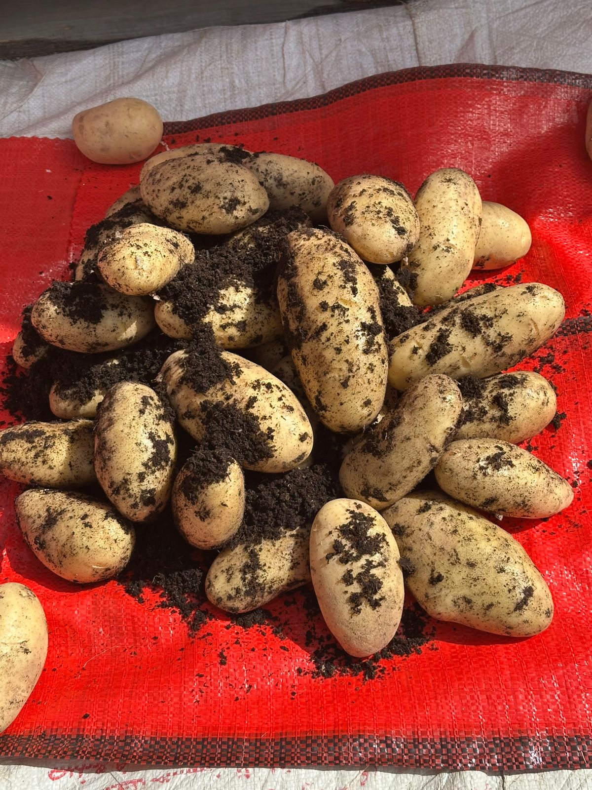 Fresh Potato