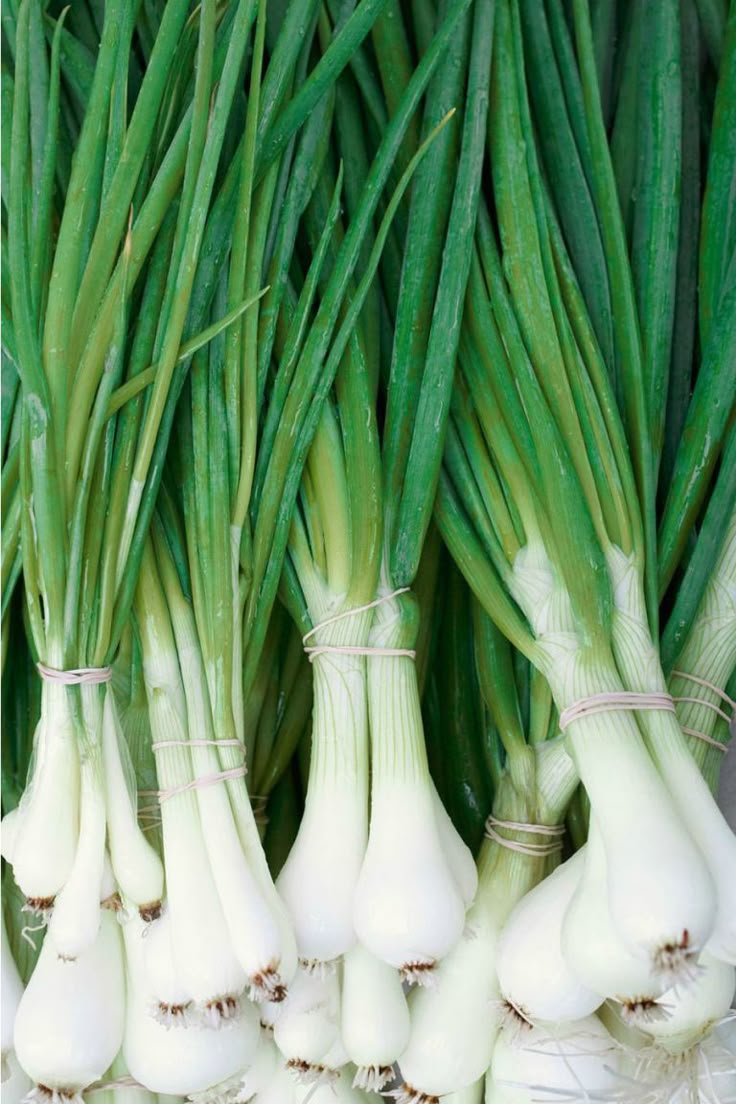 Fresh Spring Onions