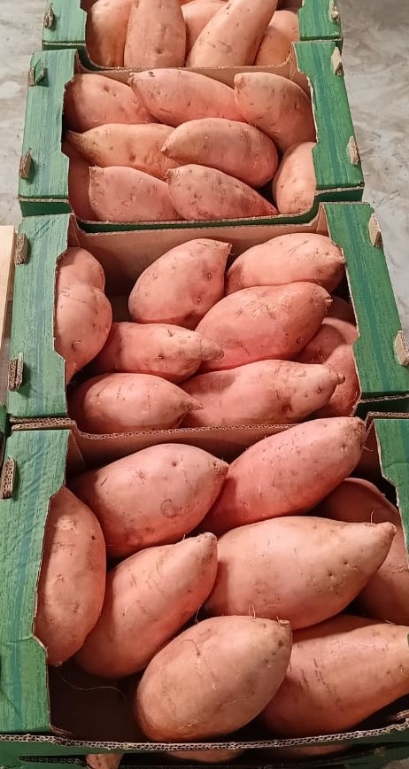 Fresh Sweet Potato